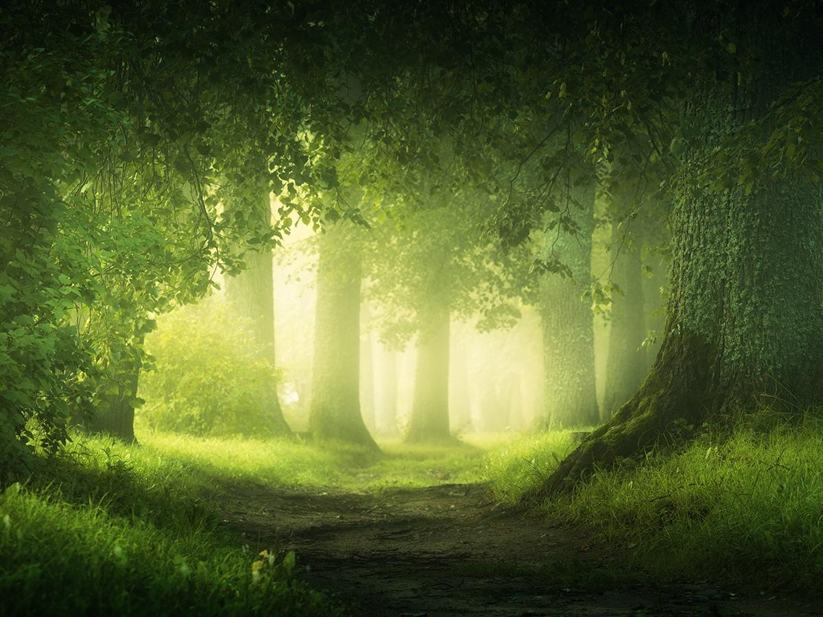 World of Gnomes, Elves, and Fairies